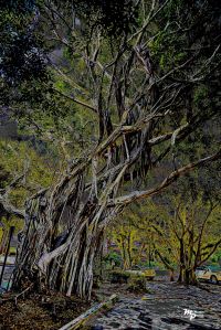 E 610_0193 BanyanTree 2